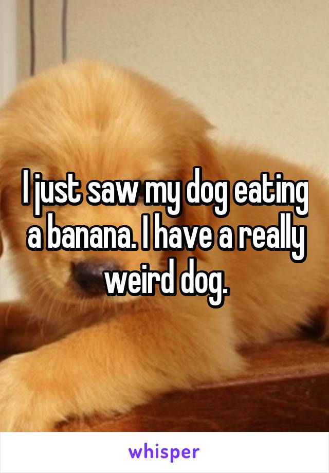 I just saw my dog eating a banana. I have a really weird dog.