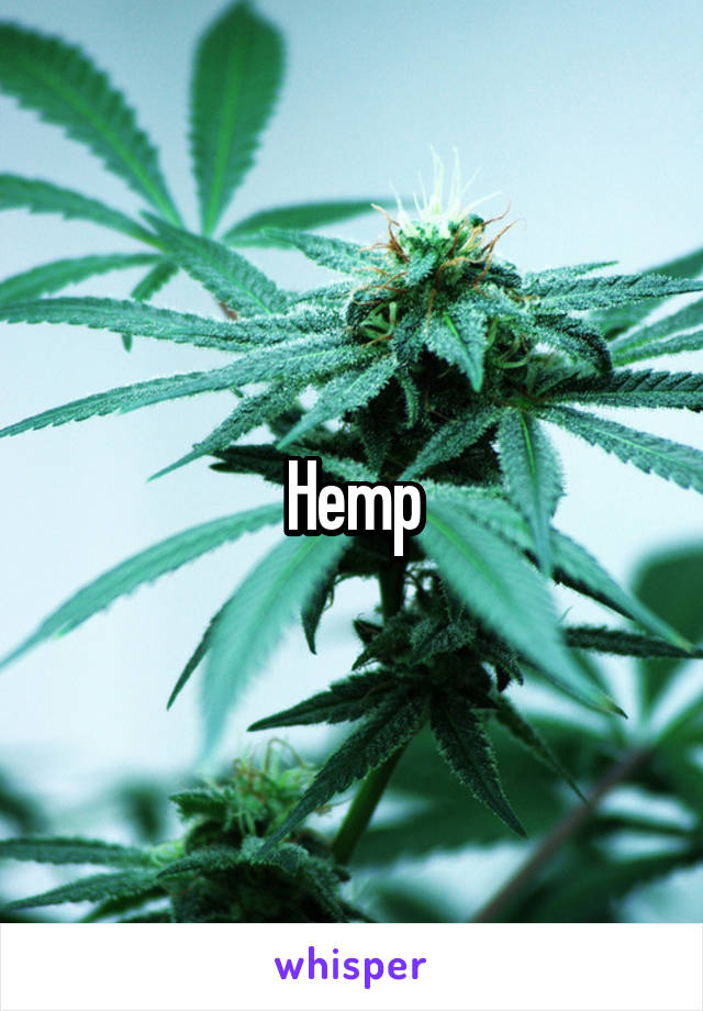 Hemp