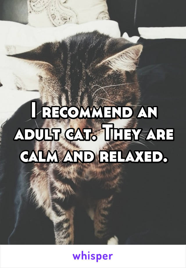 I recommend an adult cat. They are calm and relaxed.