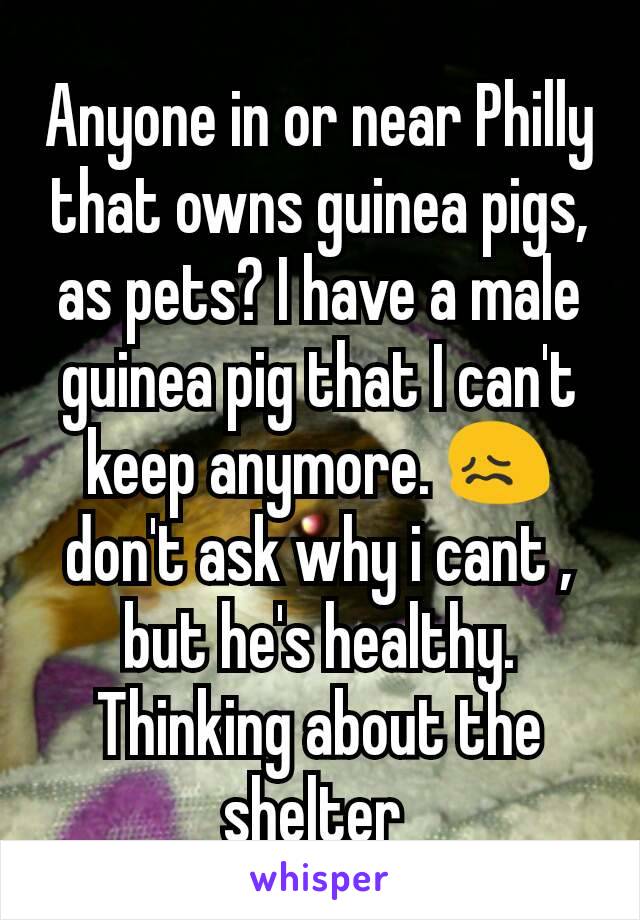 Anyone in or near Philly that owns guinea pigs, as pets? I have a male guinea pig that I can't keep anymore. 😖 don't ask why i cant , but he's healthy. Thinking about the shelter 