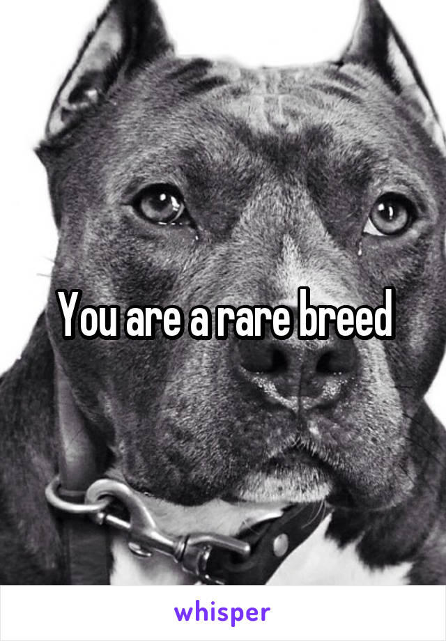 You are a rare breed
