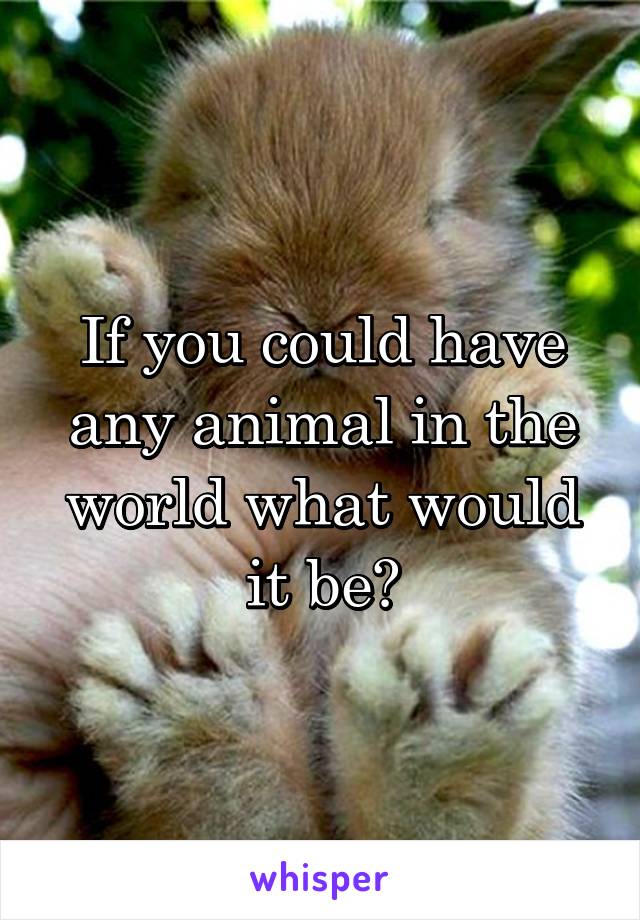 If you could have any animal in the world what would it be?