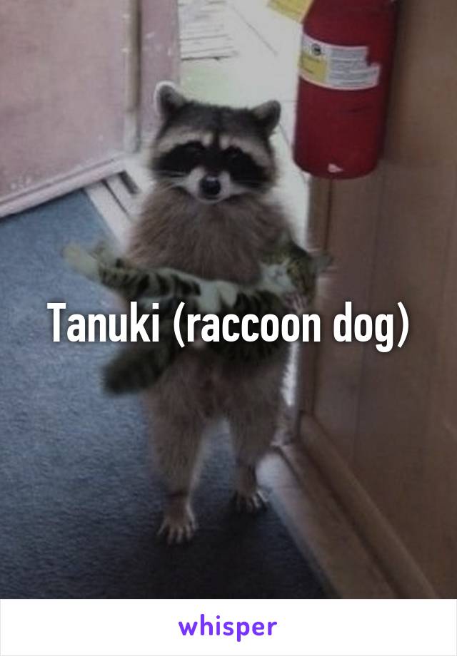 Tanuki (raccoon dog)