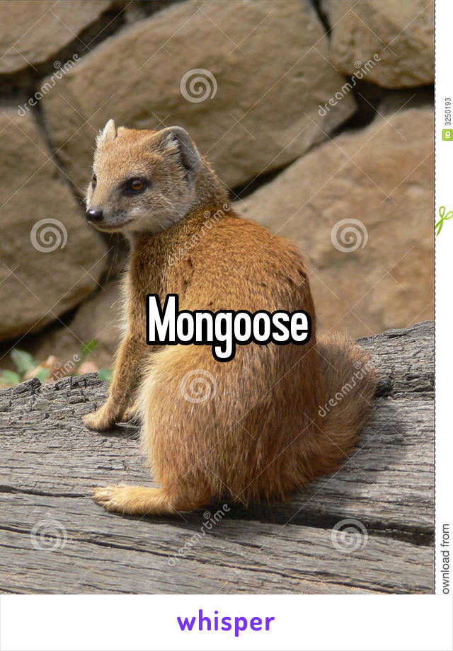 Mongoose