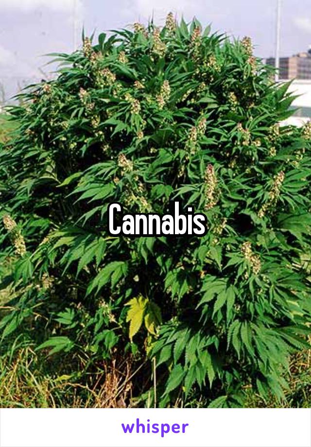 Cannabis