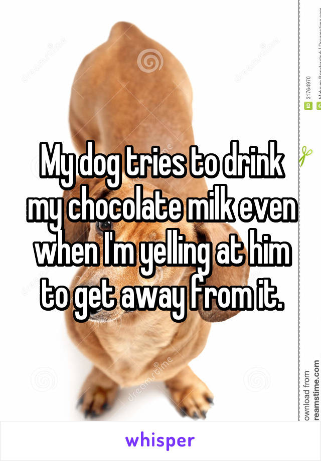 My dog tries to drink my chocolate milk even when I'm yelling at him to get away from it.