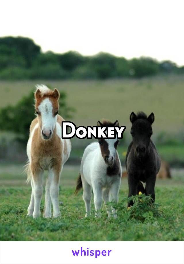 Donkey