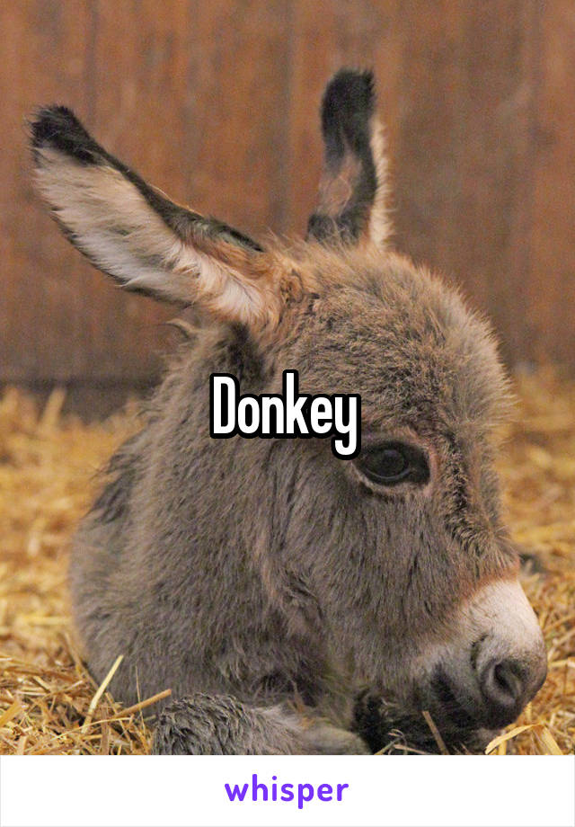 Donkey 