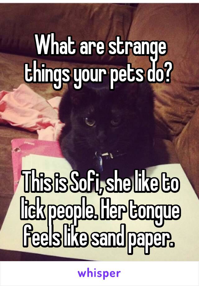 What are strange things your pets do? 



This is Sofi, she like to lick people. Her tongue feels like sand paper. 