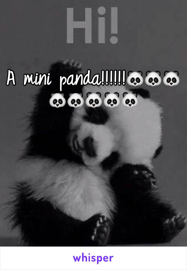 A mini panda!!!!!!🐼🐼🐼🐼🐼🐼🐼🐼