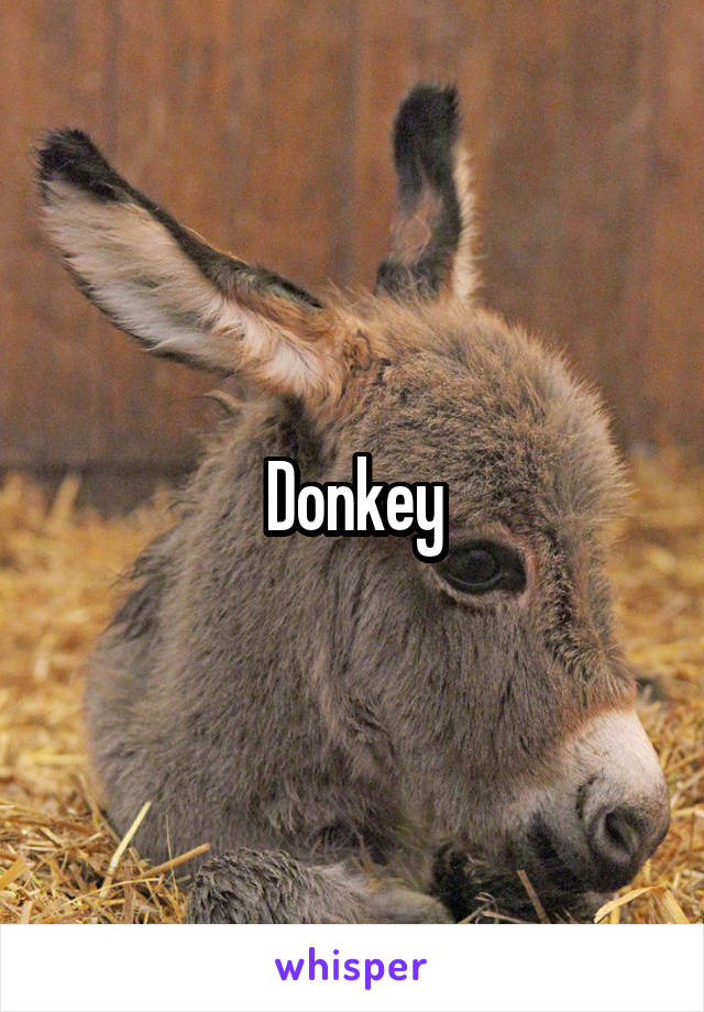 Donkey