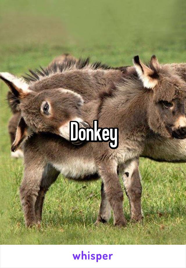 Donkey