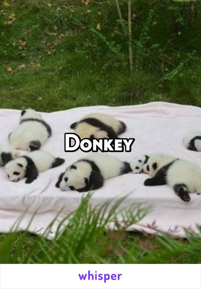 Donkey 