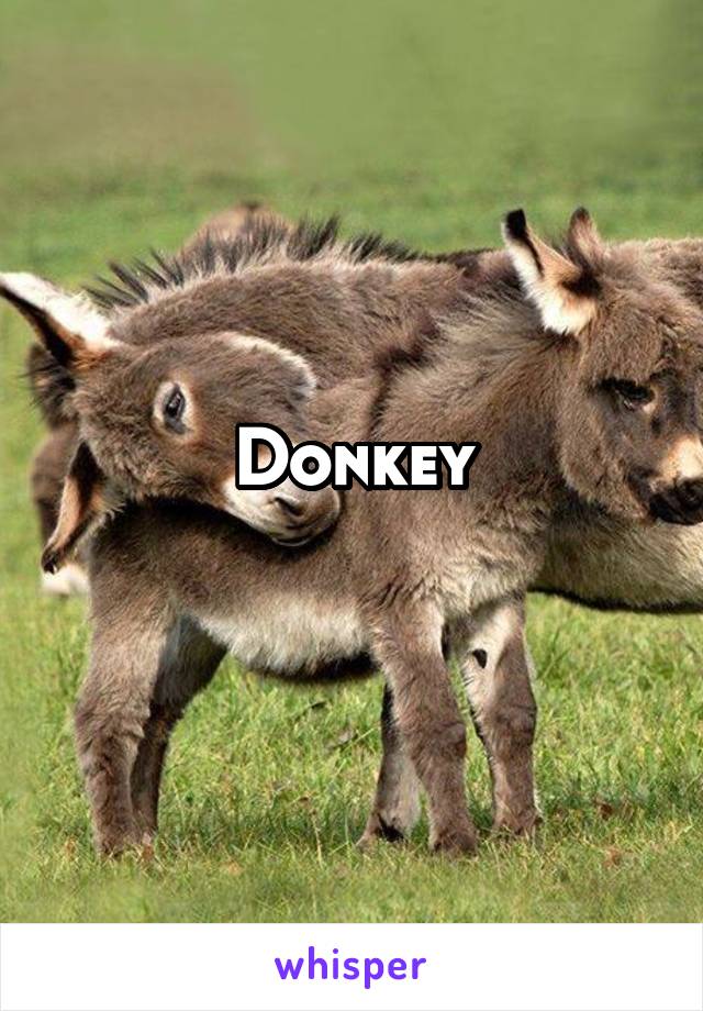 Donkey
