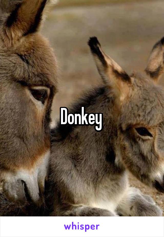 Donkey 