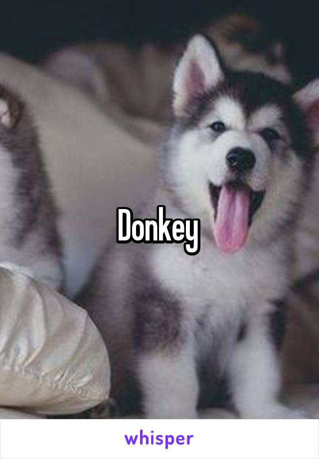 Donkey 