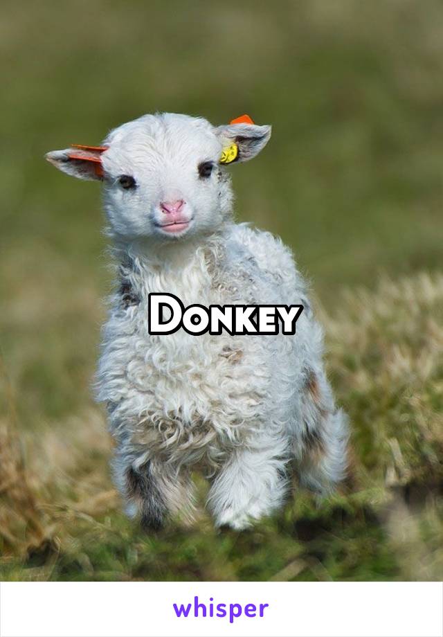 Donkey