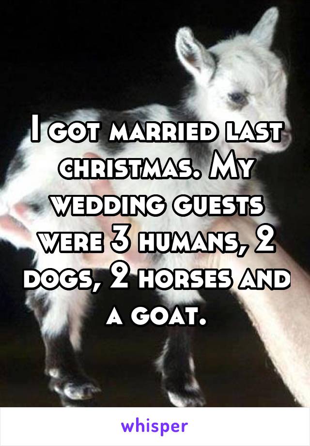 I got married last christmas. My wedding guests were 3 humans, 2 dogs, 2 horses and a goat.