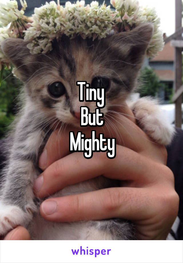 Tiny 
But
Mighty
