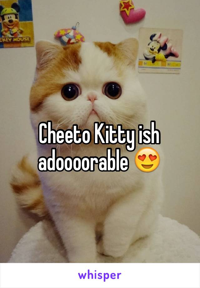 Cheeto Kitty ish adoooorable 😍