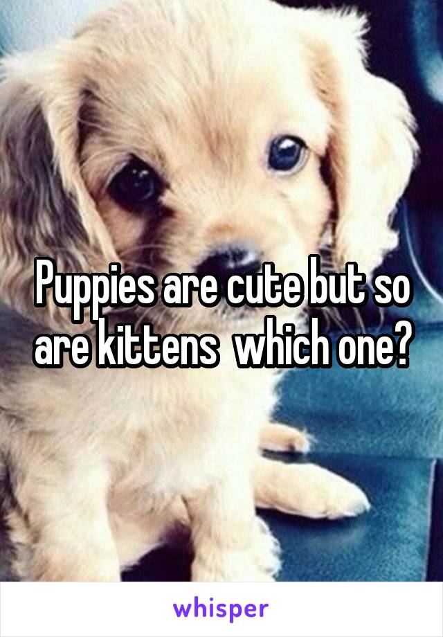 Puppies are cute but so are kittens  which one?