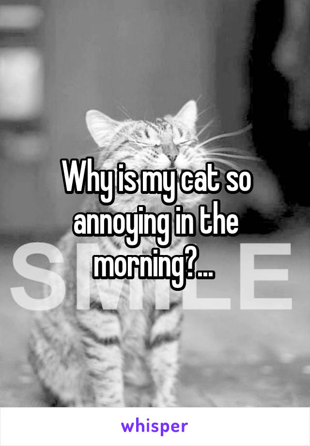 Why is my cat so annoying in the morning?... 