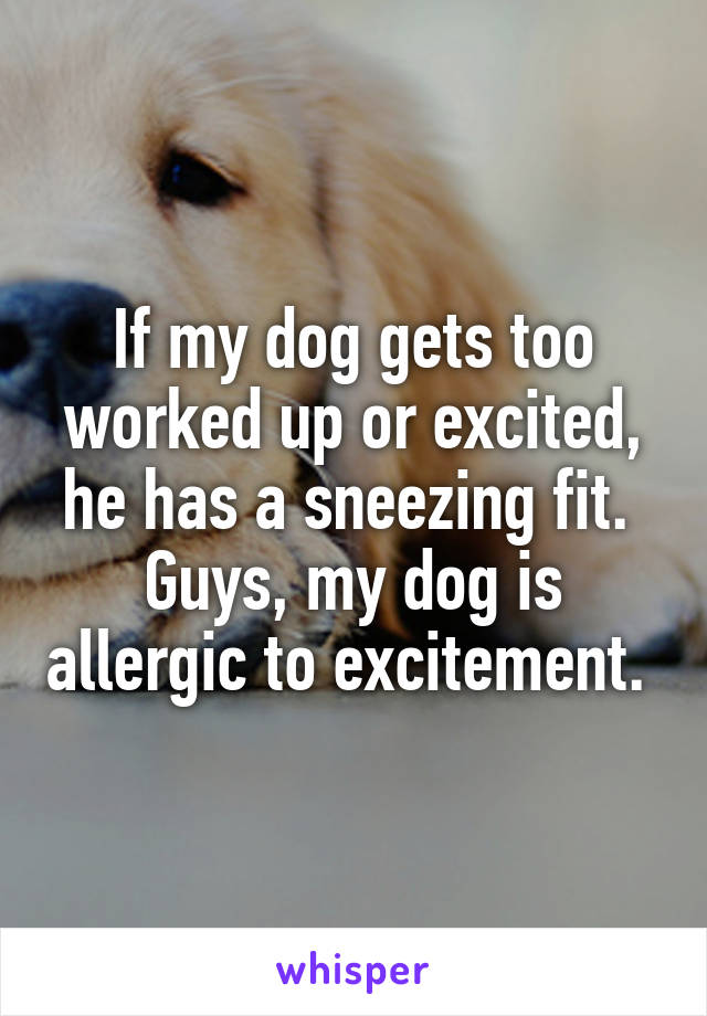 If my dog gets too worked up or excited, he has a sneezing fit. 
Guys, my dog is allergic to excitement. 