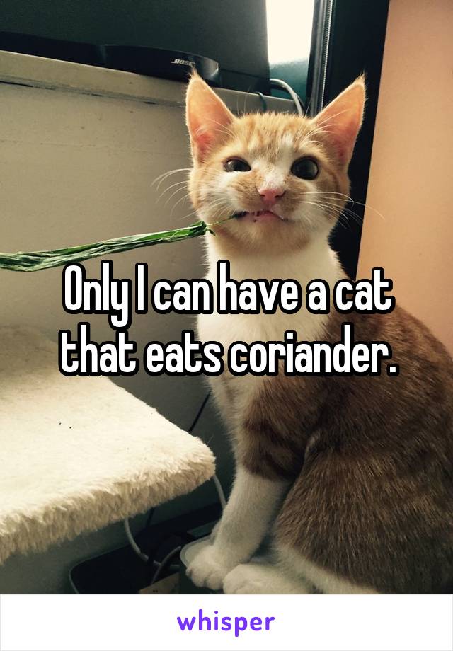 Only I can have a cat that eats coriander.