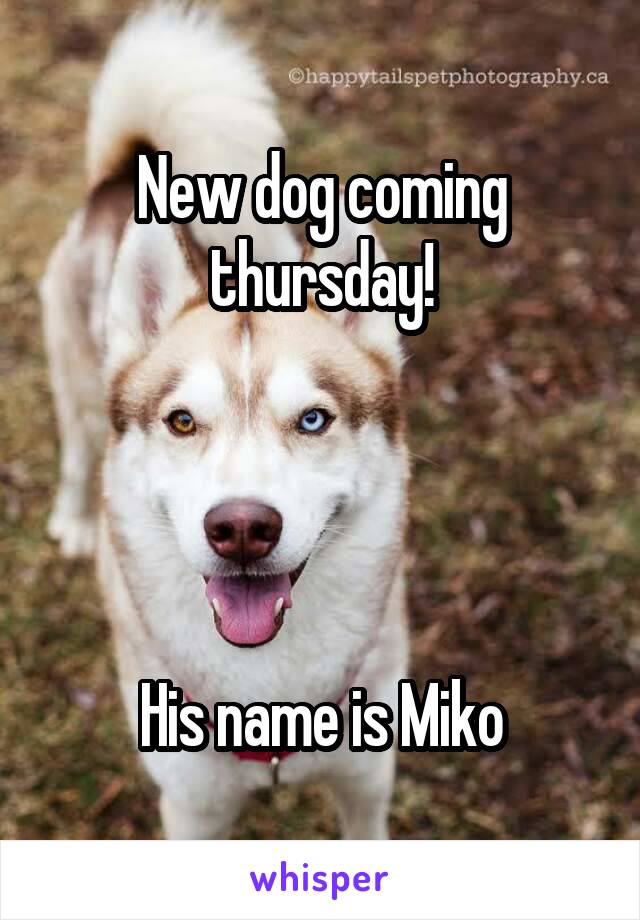 New dog coming thursday!




His name is Miko