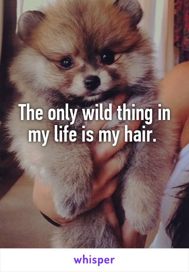 The only wild thing in my life is my hair. 
