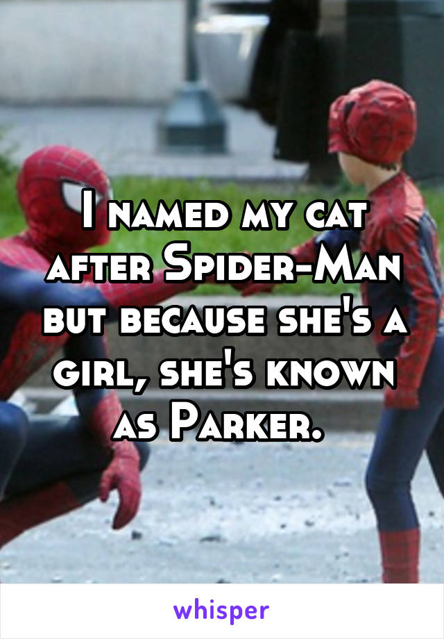 I named my cat after Spider-Man but because she's a girl, she's known as Parker. 