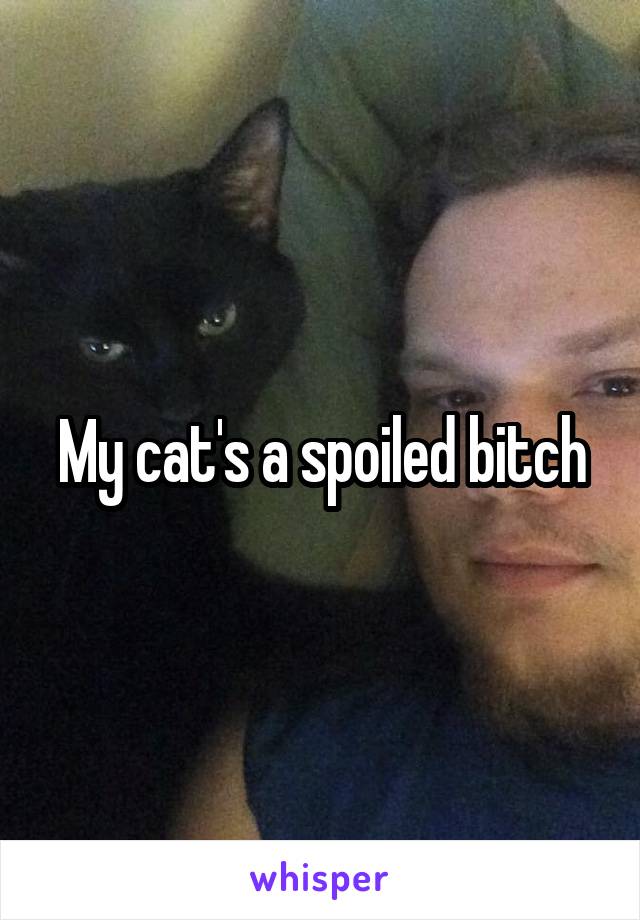 My cat's a spoiled bitch