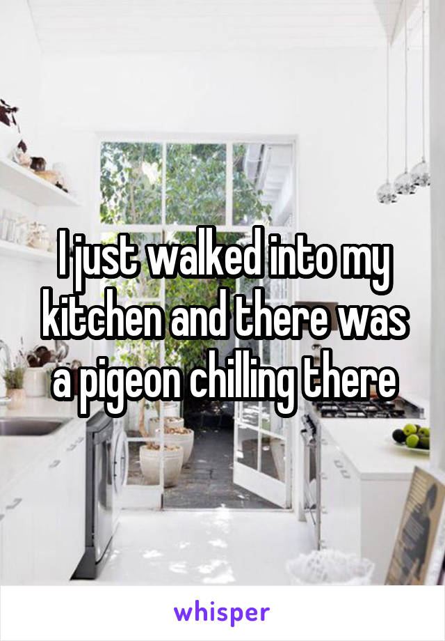 I just walked into my kitchen and there was a pigeon chilling there