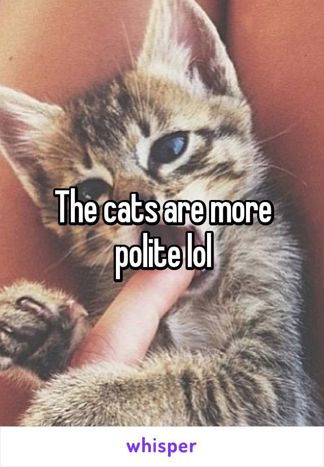 The cats are more polite lol