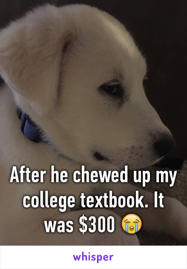 After he chewed up my college textbook. It was $300 😭