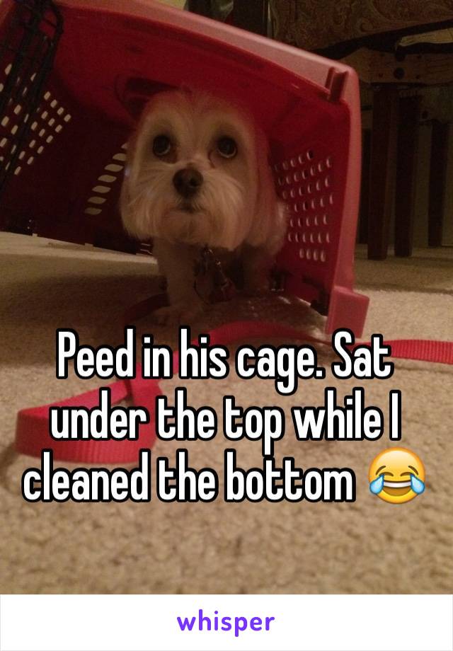 Peed in his cage. Sat under the top while I cleaned the bottom 😂