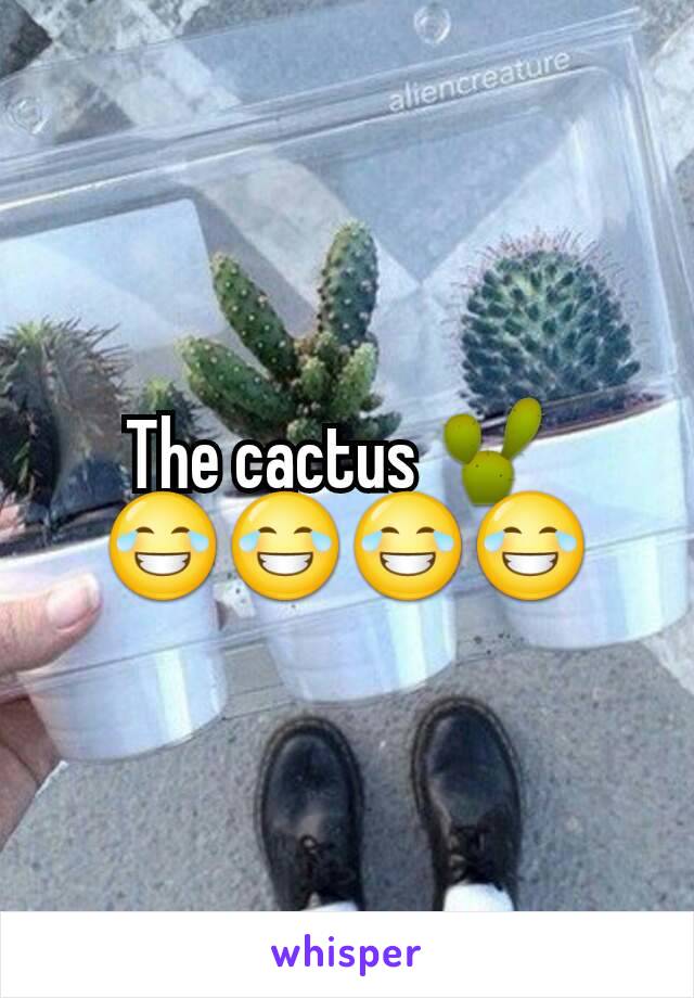 The cactus 🌵 
😂😂😂😂