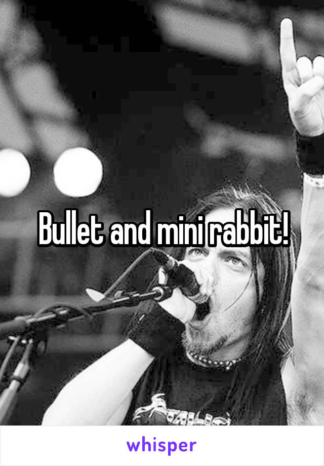 Bullet and mini rabbit!