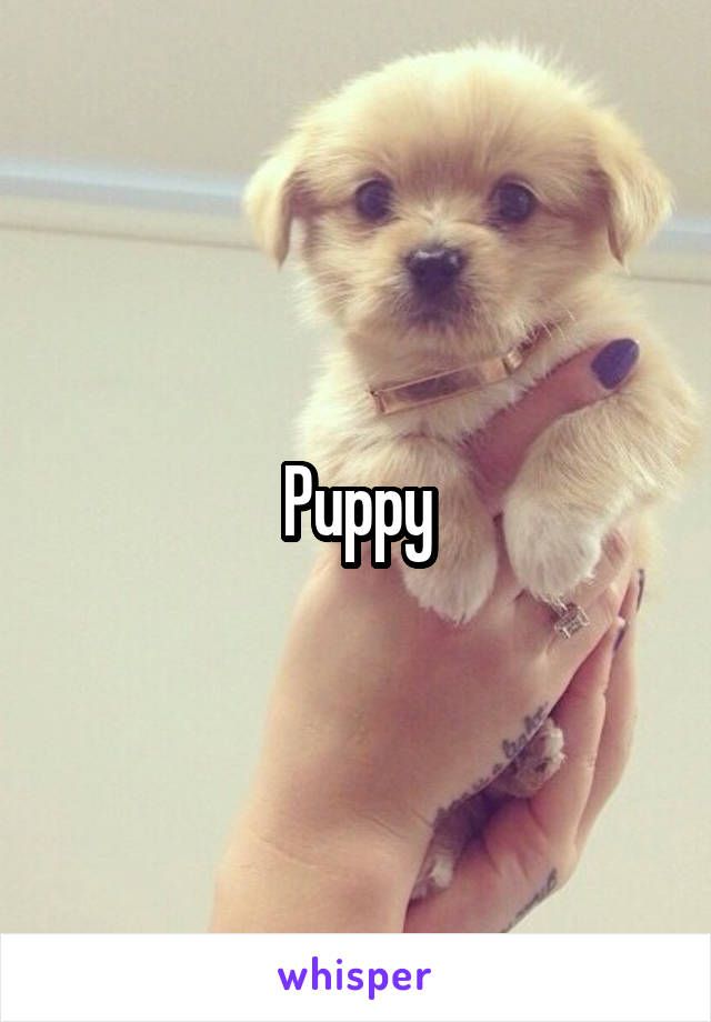 Puppy