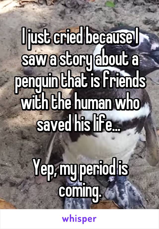 I just cried because I saw a story about a penguin that is friends with the human who saved his life... 

Yep, my period is coming.
