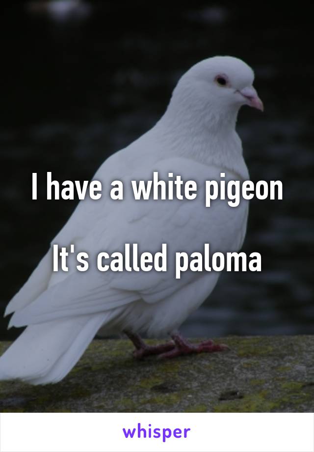 I have a white pigeon

It's called paloma