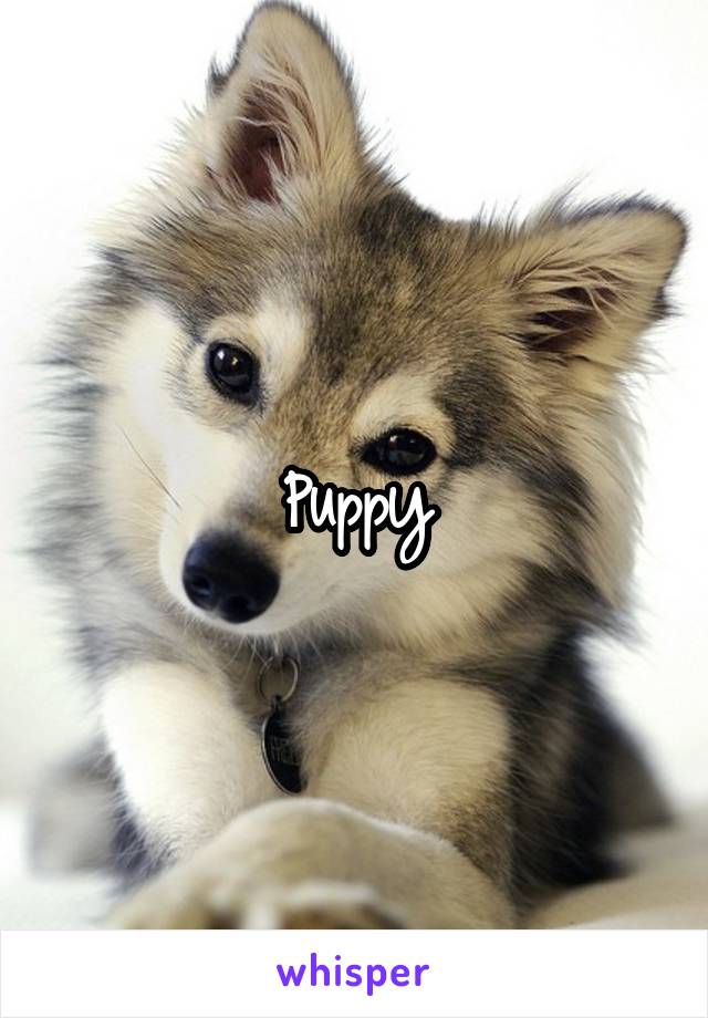 Puppy