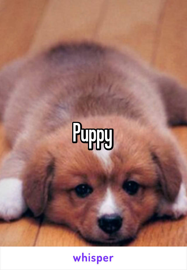 Puppy 