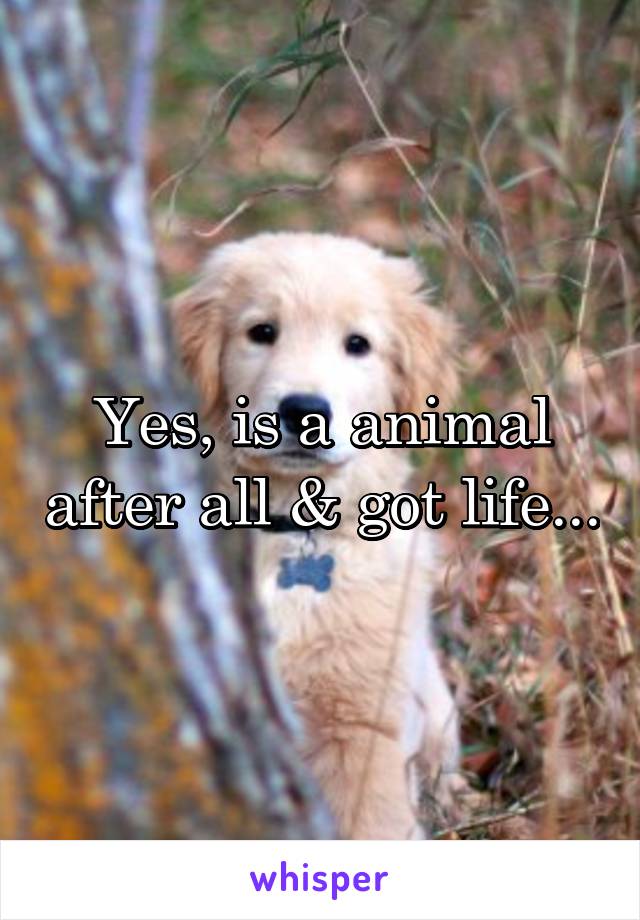 Yes, is a animal after all & got life...