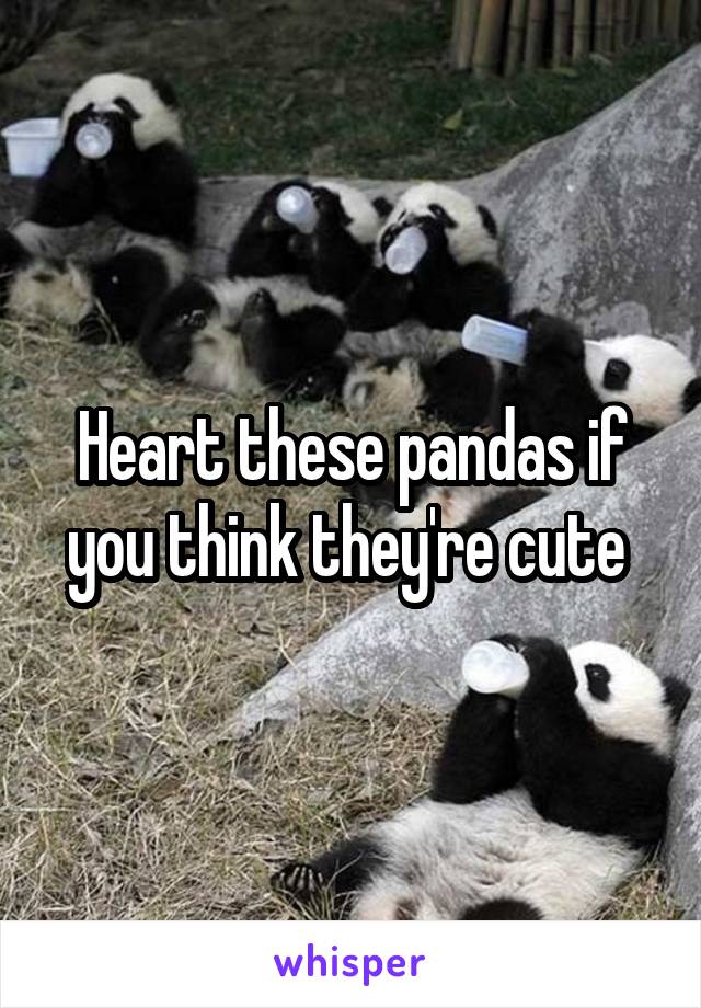 Heart these pandas if you think they're cute 