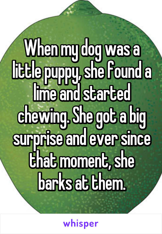 When my dog was a little puppy, she found a lime and started chewing. She got a big surprise and ever since that moment, she barks at them.