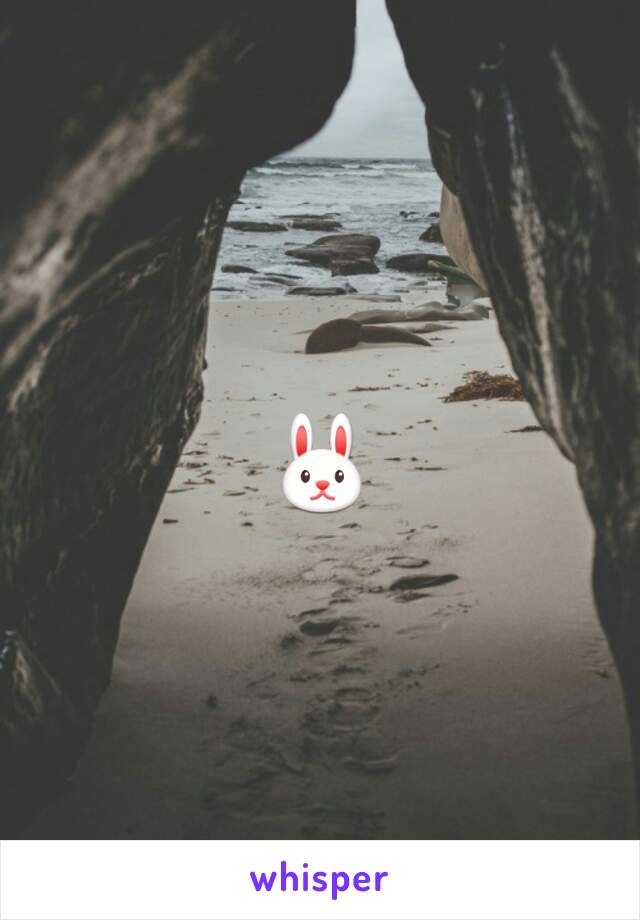 🐰