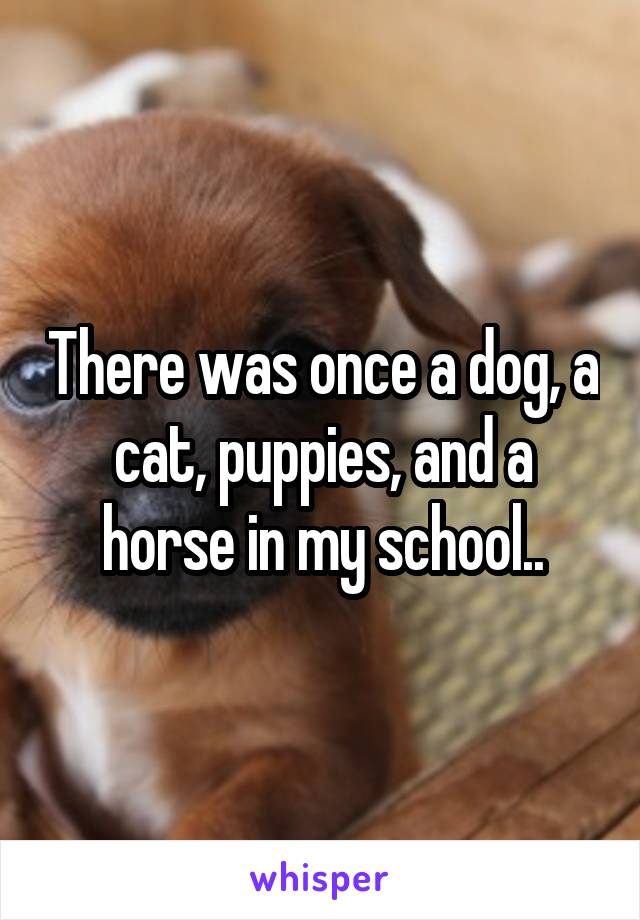 There was once a dog, a cat, puppies, and a horse in my school..