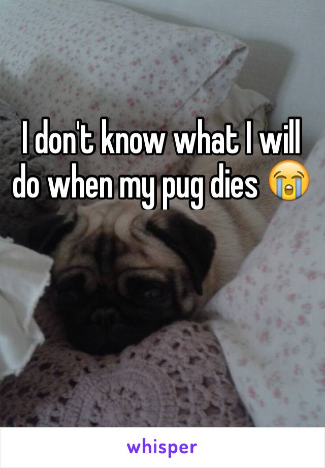 I don't know what I will do when my pug dies 😭