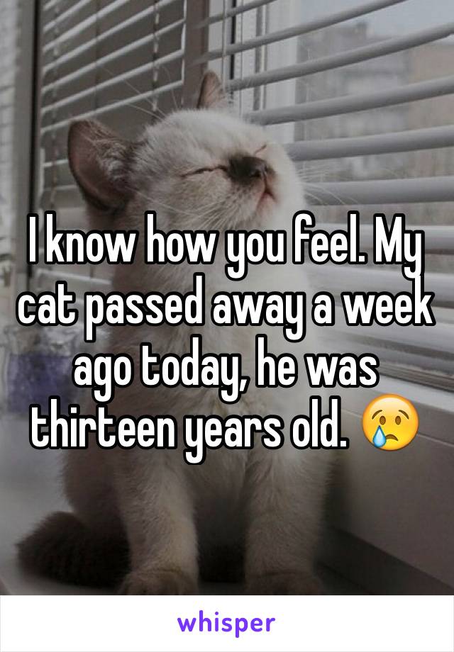 I know how you feel. My cat passed away a week ago today, he was thirteen years old. 😢